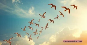 Birds Captions